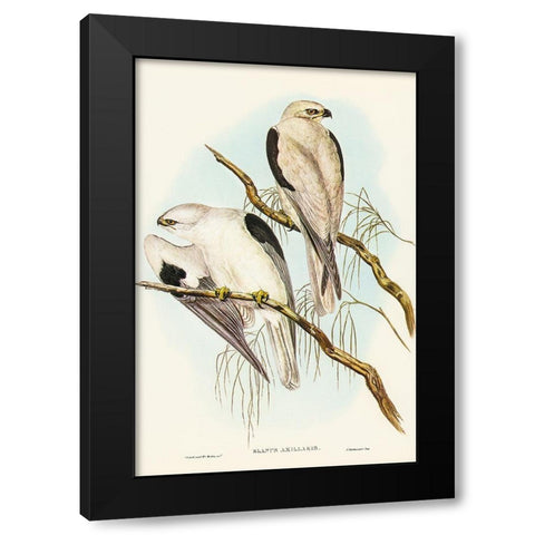 Square-tailed Kite-Milvus insures Black Modern Wood Framed Art Print with Double Matting by Gould, John