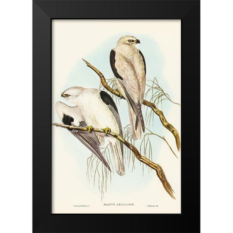 Square-tailed Kite-Milvus insures Black Modern Wood Framed Art Print by Gould, John