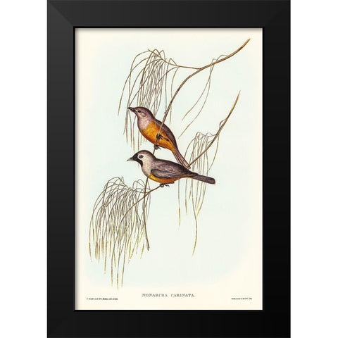 Carinated Flycatcher-Monarcha carinata Black Modern Wood Framed Art Print by Gould, John
