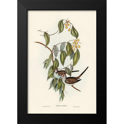 Greaceful Ground Dove-Geopelia cuneata Black Modern Wood Framed Art Print by Gould, John