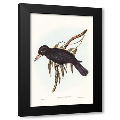 Quoyâ€™s Crow-Shrike-Cracticus Quoyii Black Modern Wood Framed Art Print by Gould, John