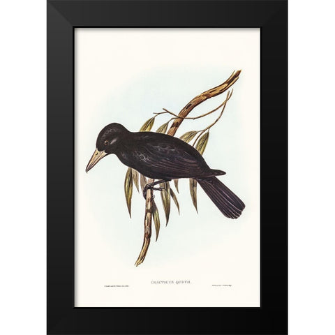 Quoyâ€™s Crow-Shrike-Cracticus Quoyii Black Modern Wood Framed Art Print by Gould, John
