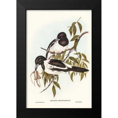Black-throated Crow-Shrike-Cracticus nigrogularis Black Modern Wood Framed Art Print by Gould, John