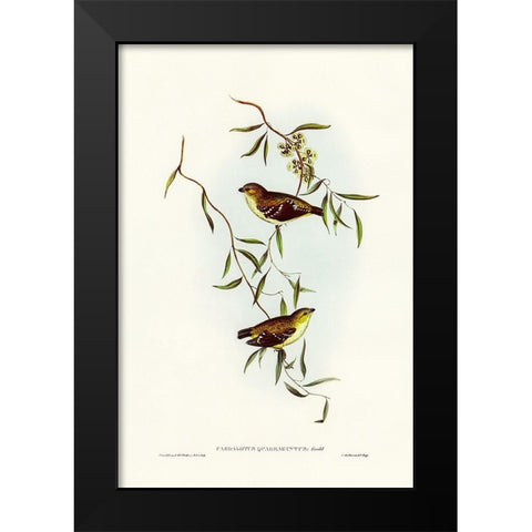 Forty-spotted Pardalote-Pardalotus quadragintus Black Modern Wood Framed Art Print by Gould, John