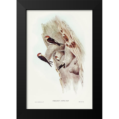 Fairy Martin-Collocalia Ariel Black Modern Wood Framed Art Print by Gould, John
