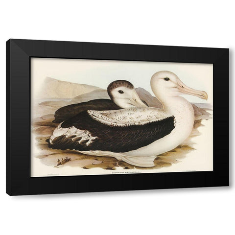 Wandering Albatros-Diomedea exulans Black Modern Wood Framed Art Print with Double Matting by Gould, John