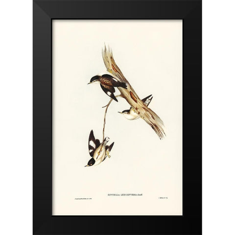 White-winged Sittella-Sittella leucoptera Black Modern Wood Framed Art Print by Gould, John