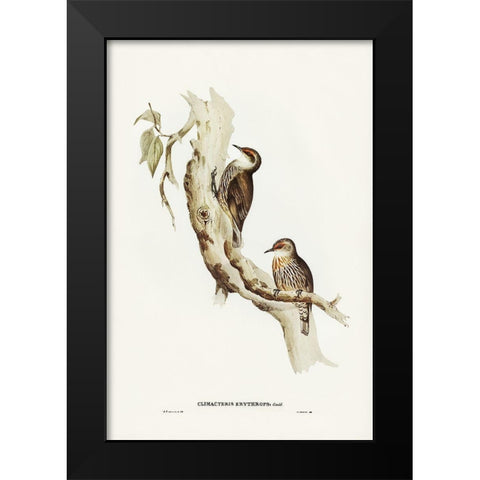 Red-eyebrowed Tree-Creeper-Climacteris crythrops Black Modern Wood Framed Art Print by Gould, John