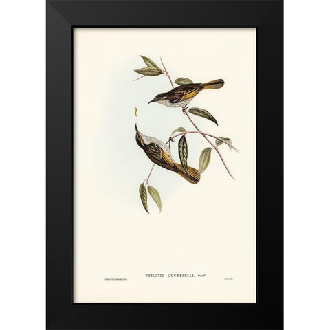 Cockerells Honey-eater-Ptilotis Cockerelli Black Modern Wood Framed Art Print by Gould, John