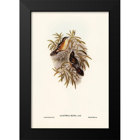 Great Acanthiza-Acanthiza magna Black Modern Wood Framed Art Print by Gould, John