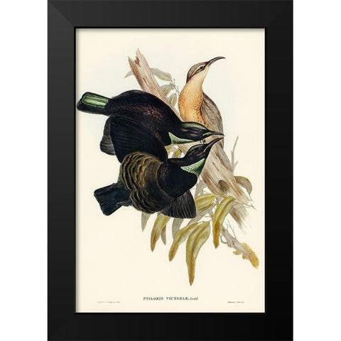 Victoria Rifle-bird-Ptiloris Victoriae Black Modern Wood Framed Art Print by Gould, John