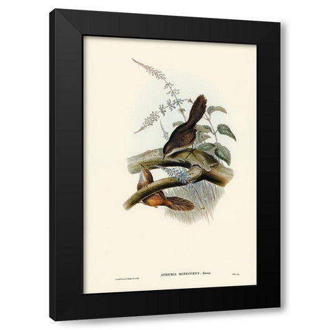 Rufescent Scrub-Bird-Atrichia rufescens Black Modern Wood Framed Art Print with Double Matting by Gould, John