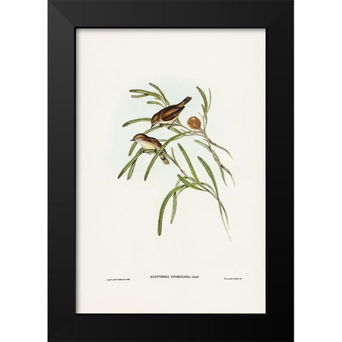 Plain-coloured Acanthiza-Acanthiza inornata Black Modern Wood Framed Art Print by Gould, John