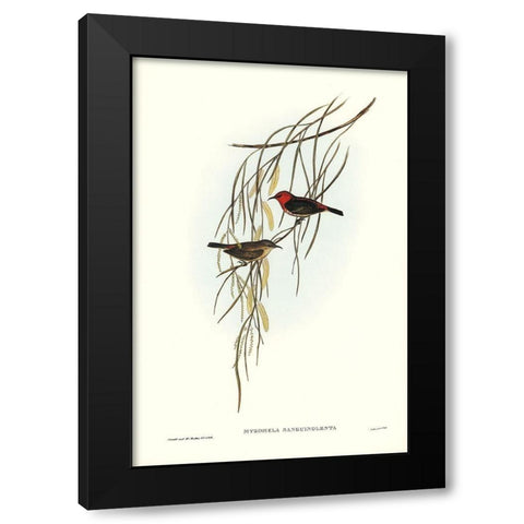Sanguineous Honey-eater-Myzomela sanguincolenta Black Modern Wood Framed Art Print by Gould, John