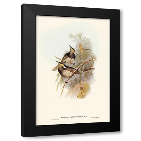 Fasciated Honey-eater-Ptilotis fasciogularis Black Modern Wood Framed Art Print with Double Matting by Gould, John