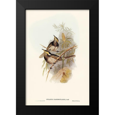 Fasciated Honey-eater-Ptilotis fasciogularis Black Modern Wood Framed Art Print by Gould, John