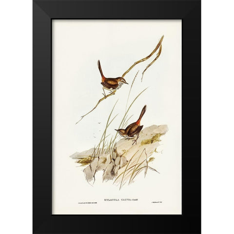 Cautious Wren-Hylacola cauta Black Modern Wood Framed Art Print by Gould, John