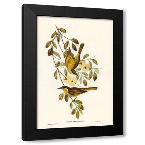 Varied Honey-eater-Ptilotis versicolor Black Modern Wood Framed Art Print by Gould, John