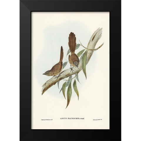 Large-tailed Wren-Amytis macrourus Black Modern Wood Framed Art Print by Gould, John