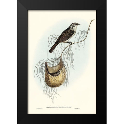 Lanceolate Honey-eater-Plectorhyncha lanceolata Black Modern Wood Framed Art Print by Gould, John