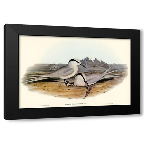 Black-naped Tern-Sterna melanauchen Black Modern Wood Framed Art Print with Double Matting by Gould, John