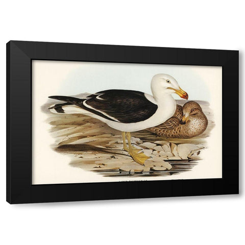 Pacific Gull-Larus Pacificus Black Modern Wood Framed Art Print with Double Matting by Gould, John
