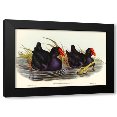 Black-backed Porphyrio-Porphyrio melanotus Black Modern Wood Framed Art Print with Double Matting by Gould, John