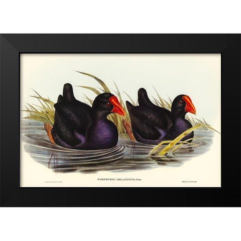 Black-backed Porphyrio-Porphyrio melanotus Black Modern Wood Framed Art Print by Gould, John