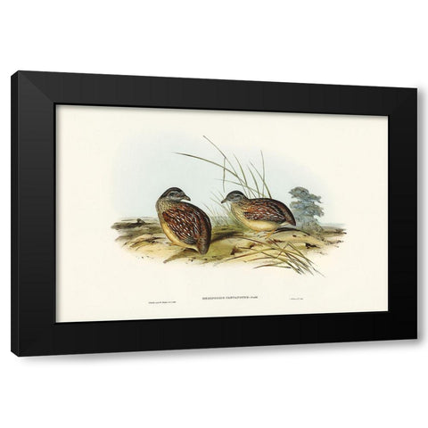 Chestnut-backed Hemipode-Hemipodius castanotus Black Modern Wood Framed Art Print by Gould, John