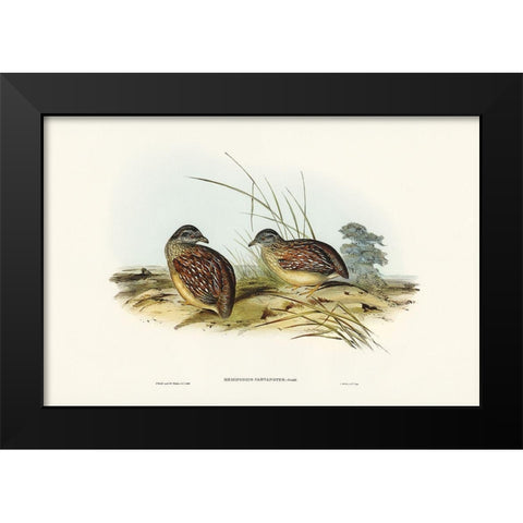 Chestnut-backed Hemipode-Hemipodius castanotus Black Modern Wood Framed Art Print by Gould, John