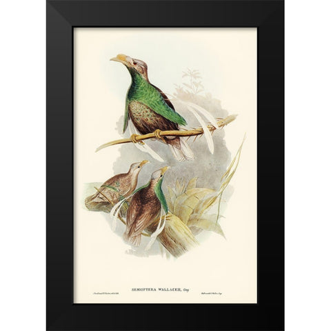Standard-Wing-Semioptera Wallacei Black Modern Wood Framed Art Print by Gould, John