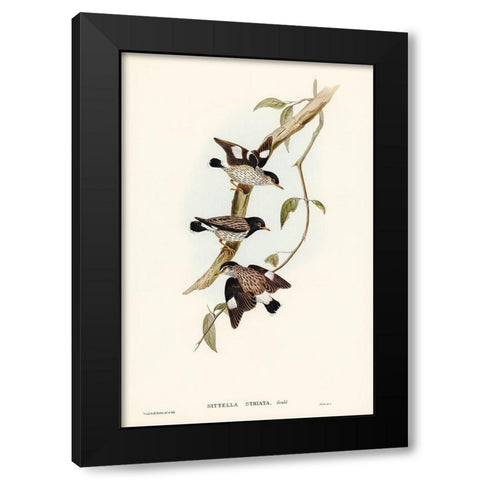 Striated Sittella-Sittella striata Black Modern Wood Framed Art Print with Double Matting by Gould, John