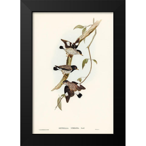 Striated Sittella-Sittella striata Black Modern Wood Framed Art Print by Gould, John