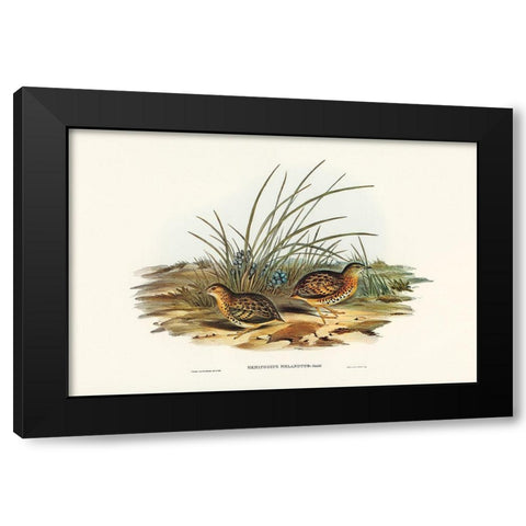 Black-backed Hemipode-Hemipodius melanotus Black Modern Wood Framed Art Print by Gould, John