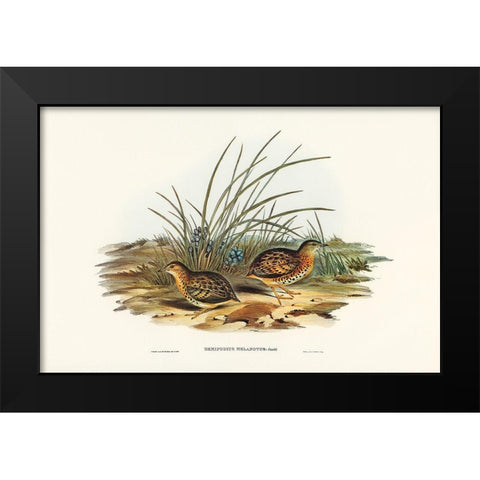 Black-backed Hemipode-Hemipodius melanotus Black Modern Wood Framed Art Print by Gould, John