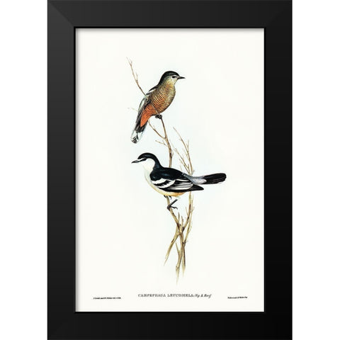 Black and White cuckooshrike-Campephaga leucomela Black Modern Wood Framed Art Print by Gould, John
