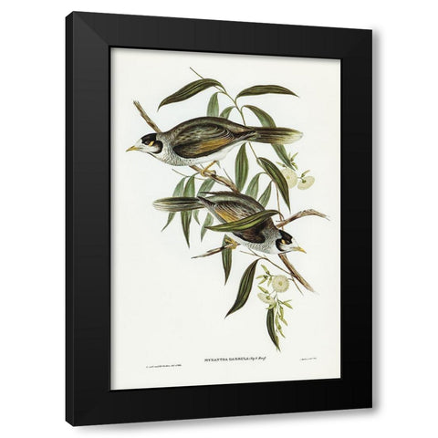Garrulous Honey-eater-Myzantha garrula Black Modern Wood Framed Art Print by Gould, John