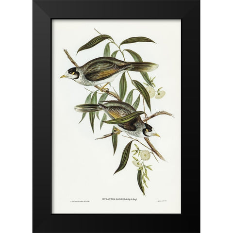 Garrulous Honey-eater-Myzantha garrula Black Modern Wood Framed Art Print by Gould, John