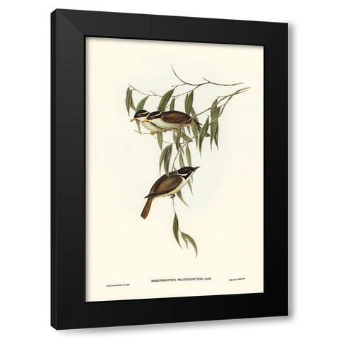 Strong-billed Honey-eater-Melithreptus validirostris Black Modern Wood Framed Art Print by Gould, John