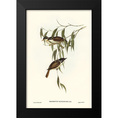 Strong-billed Honey-eater-Melithreptus validirostris Black Modern Wood Framed Art Print by Gould, John