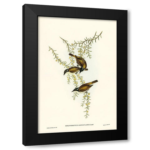 White-throated Honey-eater-Melithreptus albogularis Black Modern Wood Framed Art Print with Double Matting by Gould, John