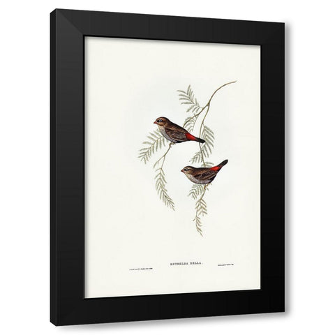 Fire-tailed Finch Black Modern Wood Framed Art Print by Gould, John