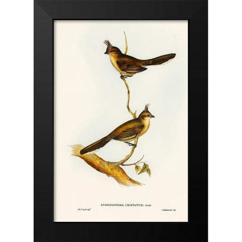 Crested Wedge-bill-Sphenostoma cristata Black Modern Wood Framed Art Print by Gould, John