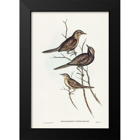 Black-breasted Songlark-Cincloramphus cantillans Black Modern Wood Framed Art Print by Gould, John