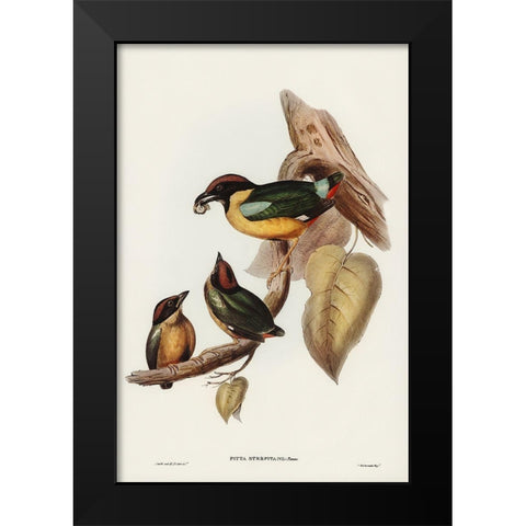 Noisy Pitta-Pitta strepitans Black Modern Wood Framed Art Print by Gould, John