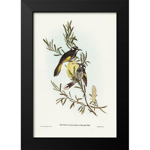 New Holland Honey-eater Black Modern Wood Framed Art Print by Gould, John