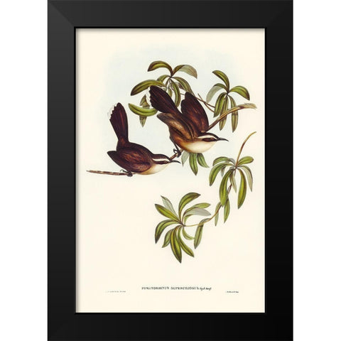 White-eyebrowed Pomatorhinus-Pomatorhinus superciliosus Black Modern Wood Framed Art Print by Gould, John