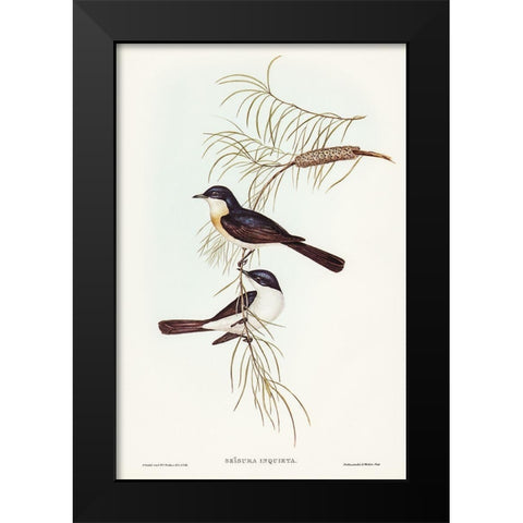 Restless Flycatcher-Seisura inquieta Black Modern Wood Framed Art Print by Gould, John