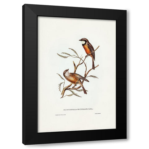 Banded Thickhead-Pachycephala pectoralis Black Modern Wood Framed Art Print with Double Matting by Gould, John