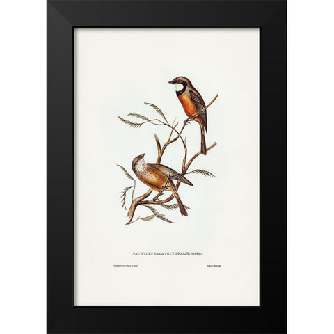 Banded Thickhead-Pachycephala pectoralis Black Modern Wood Framed Art Print by Gould, John